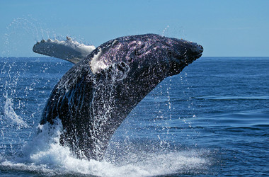 Wal springt aus dem Wasser